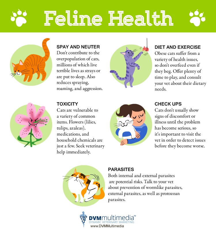 Feline Health Information