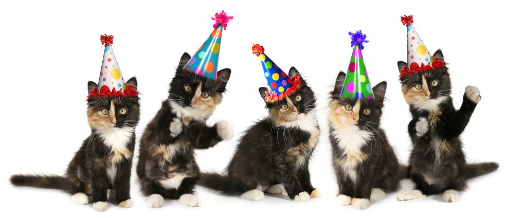 Happy birthday to A Cat Clinic!