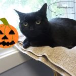 Black cats and Halloween: Good luck or cursed?