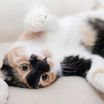 Cats Fighting or Playing: A Cat Clinic offers advice