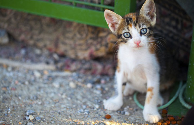 Check the Chip Day Is your cat’s microchip current? A Cat Clinic