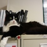 Aurora's Angels Fund helps cats in need at A Cat Clinic in Germantown/Boyds, MD