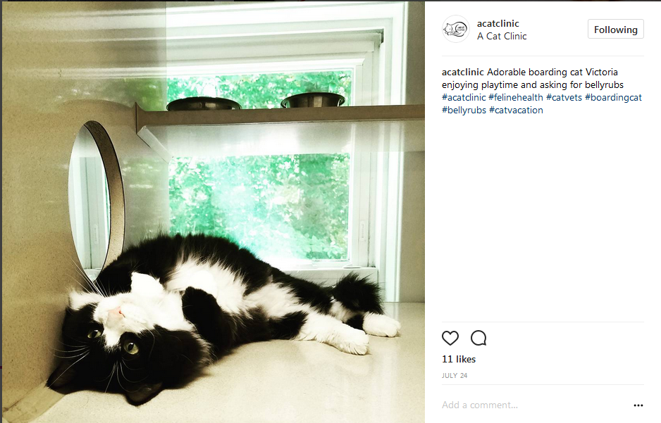 Follow A Cat Clinic on Instagram! @acatclinic