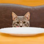 Understand the vet's recommendations for your cat's care