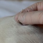 Feline Acupuncture helps chronic problems in cats -A Cat Clinic, Germantown, MD