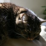 Hospice care for cats || A Cat Clinic, Germantown, MD