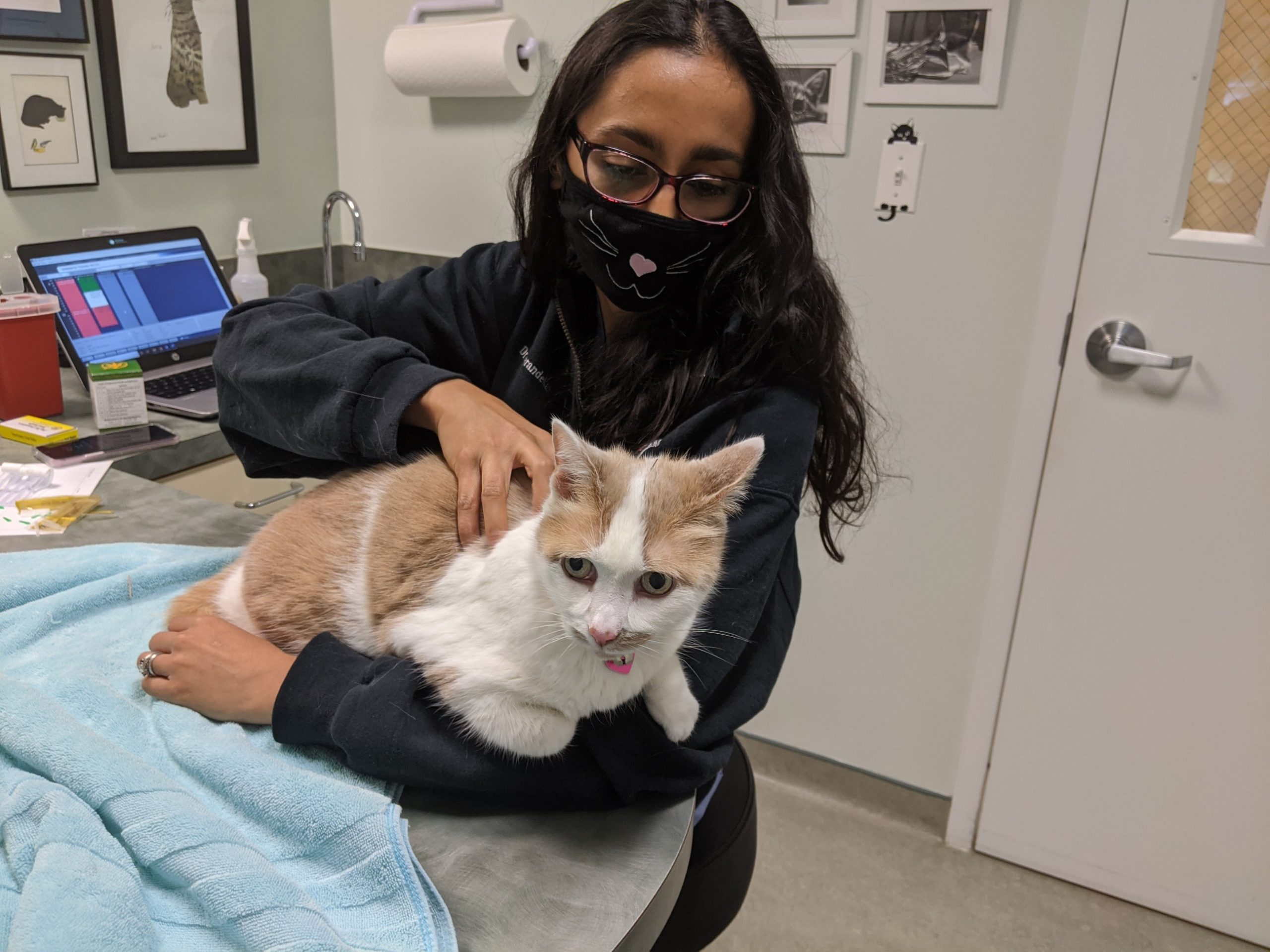 Acupuncture in Boyds, MD A Cat Clinic