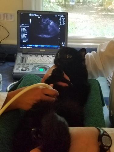 Feline abdominal ultrasound is a safe, useful tool for diagnosing illness